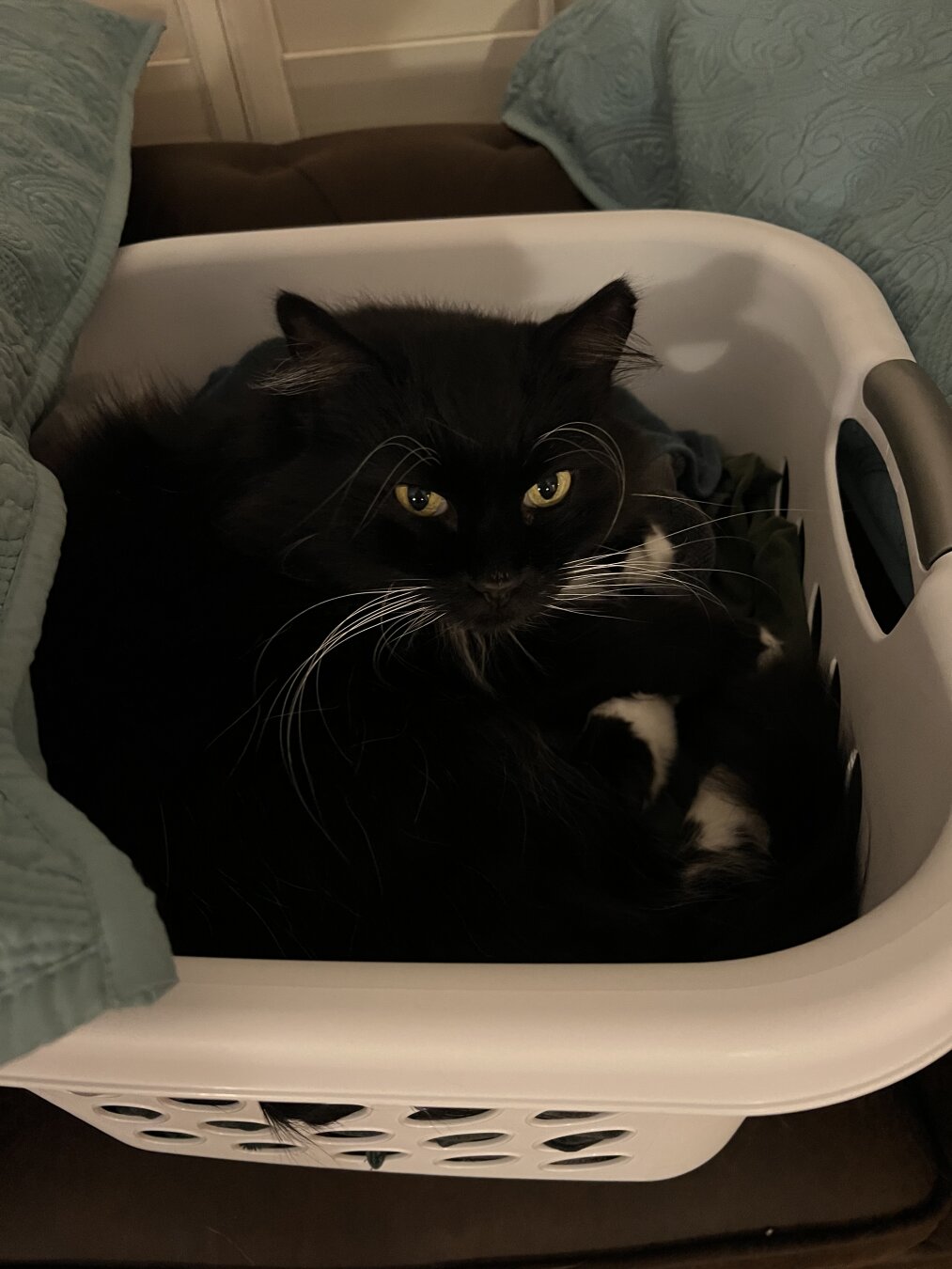 A black and white cat is curled up in a laundry basket, surrounded by clothes, with green blankets visible in the background.