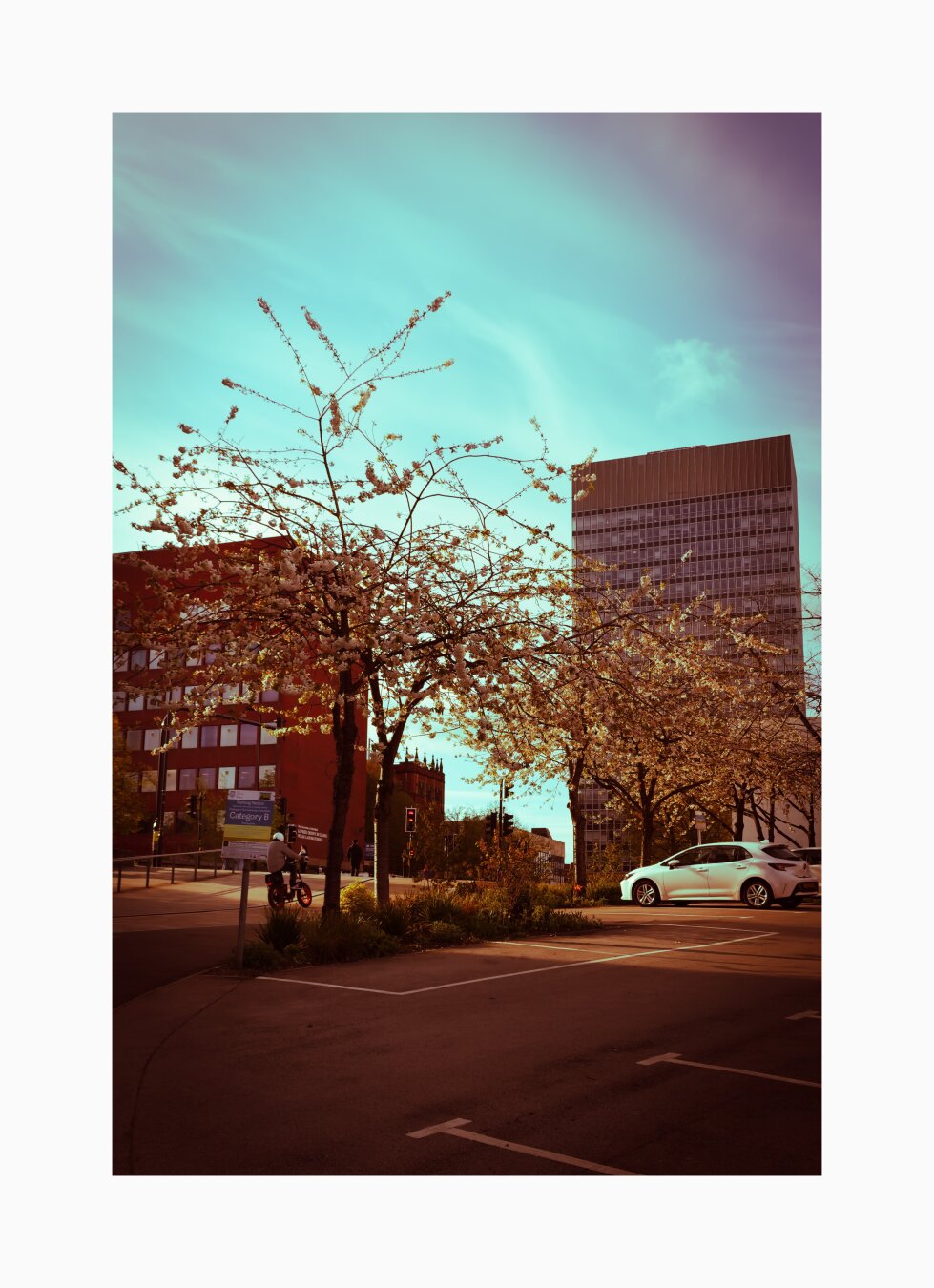 The image captures a quiet urban scene on a bright day. In the foreground, delicate cherry blossoms frame the view, their pale petals glowing warmly in the light. A white car is parked in an almost empty lot, while a cyclist wearing a helmet rides along a path beside the trees. Behind them, tall buildings rise — a red brick one to the left and a modern glass tower to the right. The sky is striking, a surreal mix of turquoise and violet tones, adding a dreamlike mood. The street is calm, evoking a peaceful, almost cinematic pause in the city.