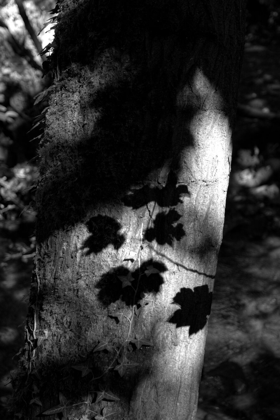 A high-contrast black-and-white photograph of a tree trunk standing vertically in a dark woodland. The left side of the trunk is heavily covered in moss and vegetation, while a narrow section of smooth, pale bark catches strong sunlight near the centre. Shadows of ivy leaves and stems are sharply projected across the illuminated bark, creating dark, organic shapes that resemble silhouettes. Actual ivy leaves climb the lower part of the trunk beneath their shadows.