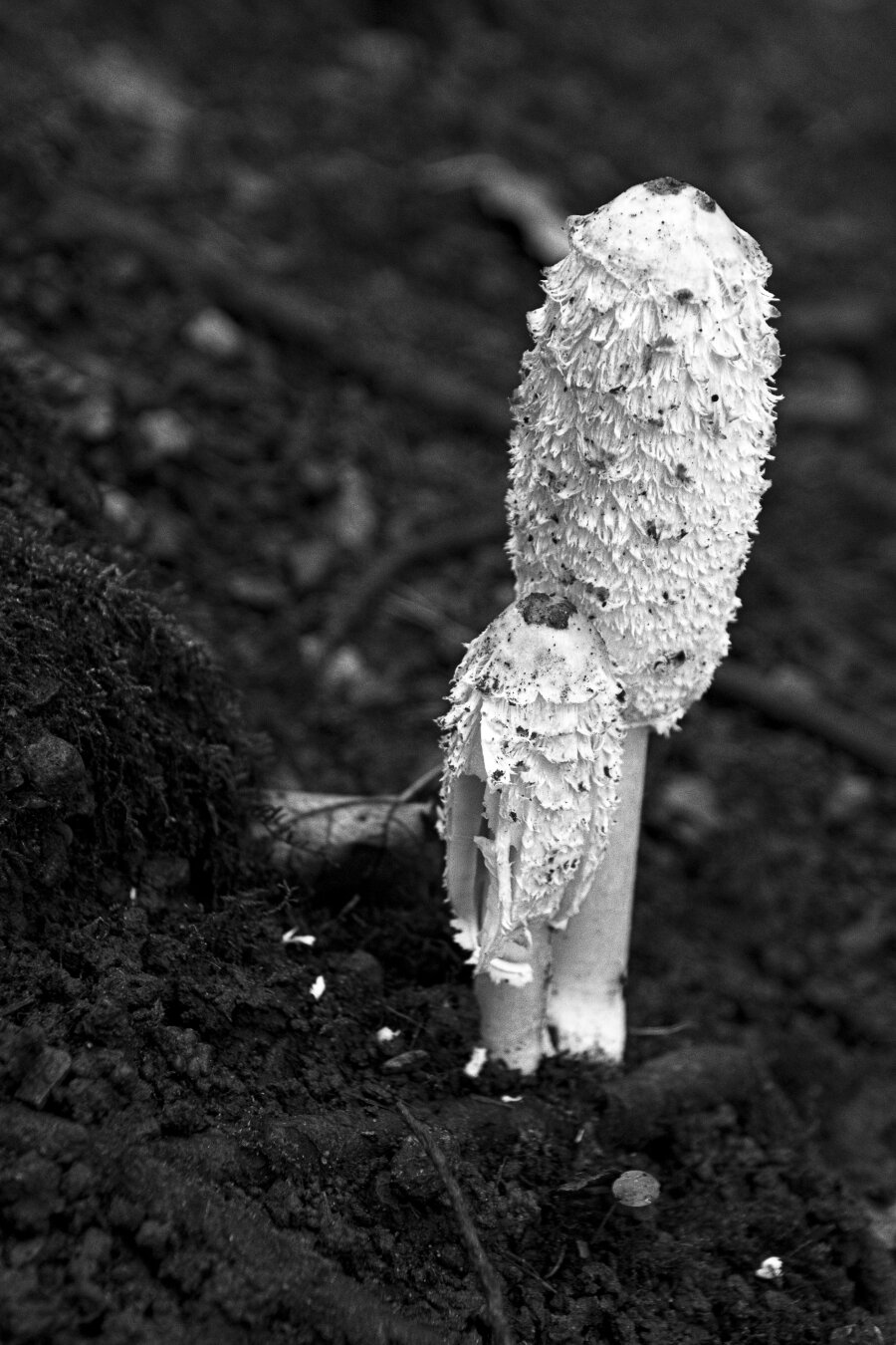 A black-and-white photograph shows two mushrooms growing from dark, textured woodland soil. The larger mushroom stands on the right, its broad, rounded cap rising above a thick, slightly curved stem. Its pale surface is marked with irregular dark patches, stains, and fine texture, giving it a weathered appearance. A smaller mushroom emerges in the lower centre, partially hidden by the surrounding earth and vegetation.