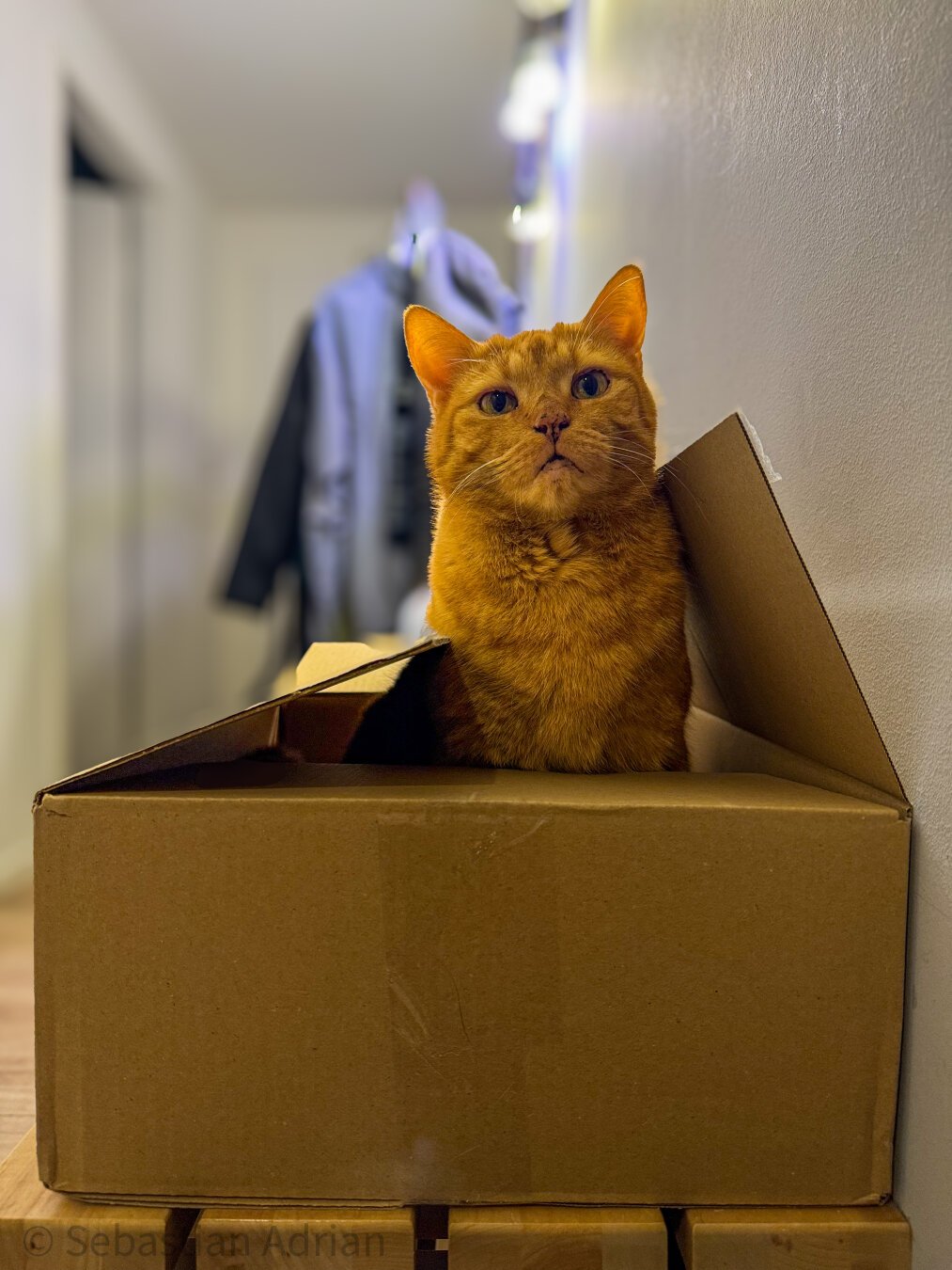 A gingercat sitting in a carton box