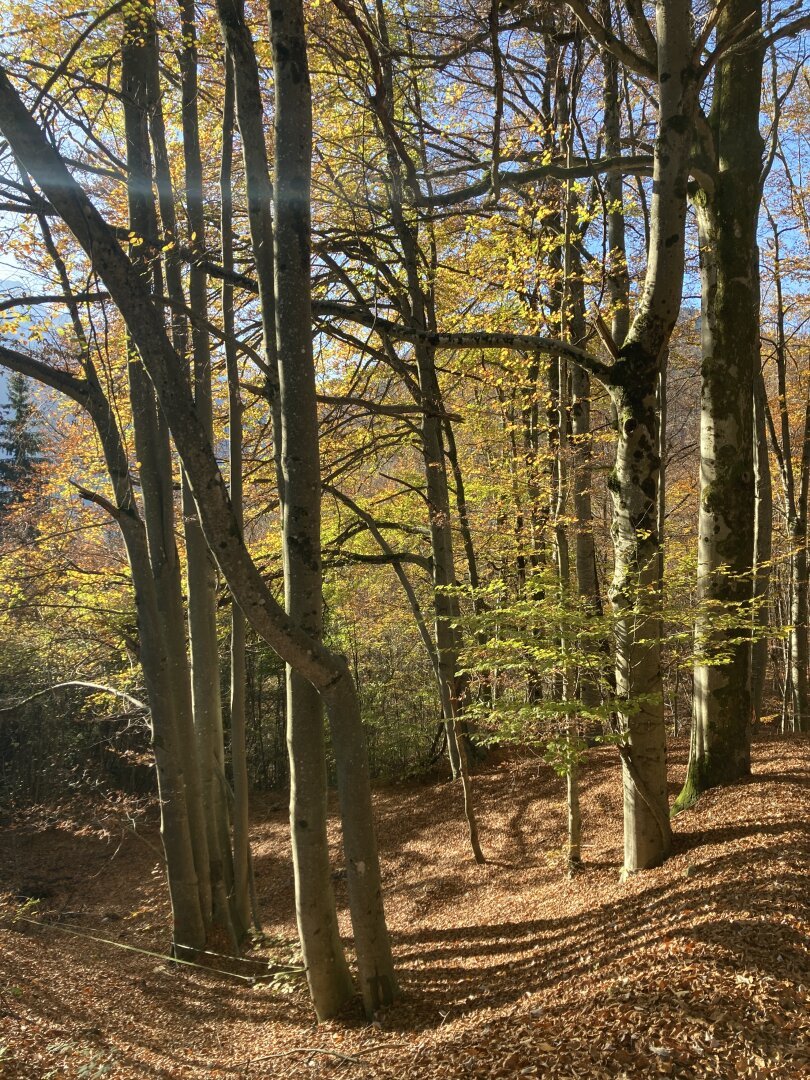 A sunny autumn forest with the remaining leaves practically burning intense yellow , orange and red on the trees. The entire forest floor is completely covered in soft, dry, crunchy leaves.