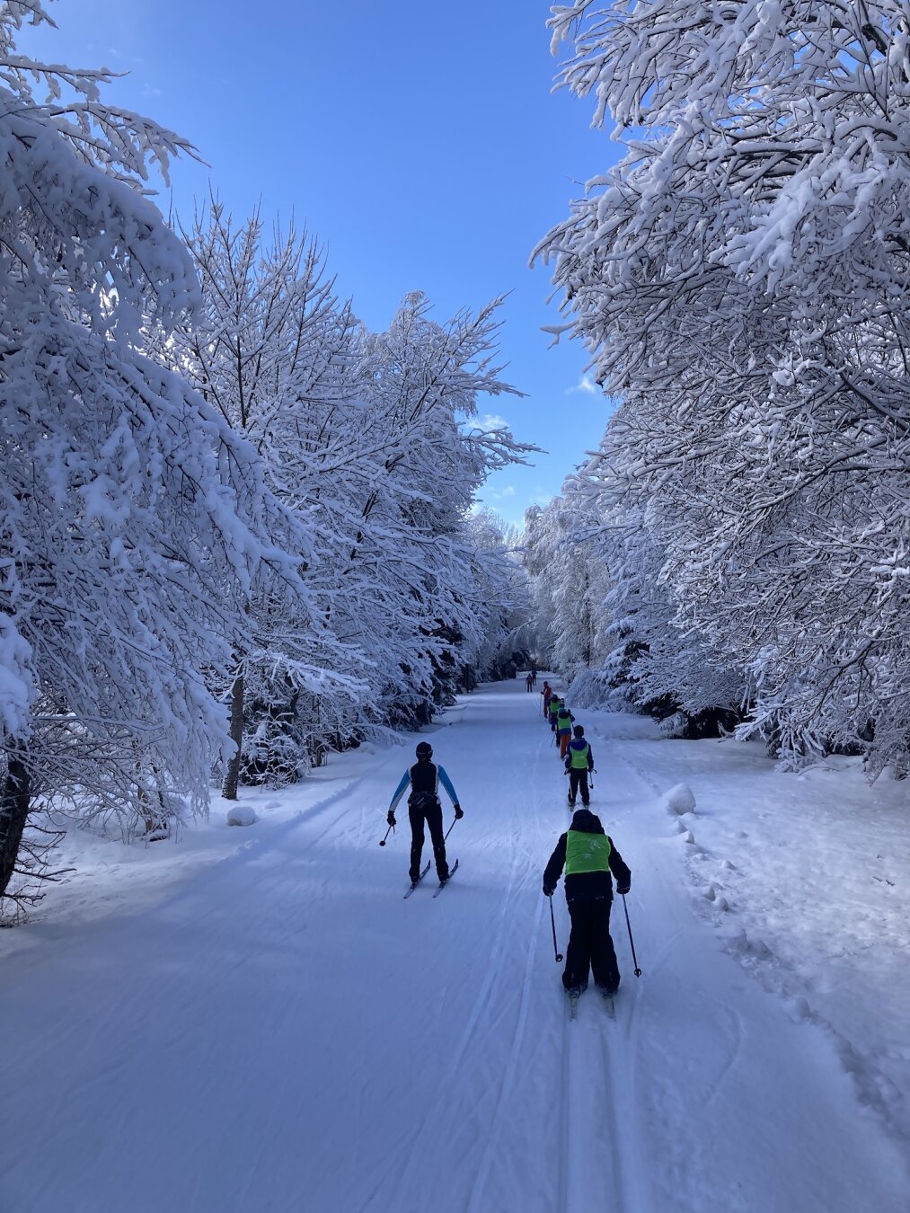 A line of children, seen from behind, skiing along a cross-country ski track. Snow loaded trees are drooping down on both sides. The sky is clear blue.