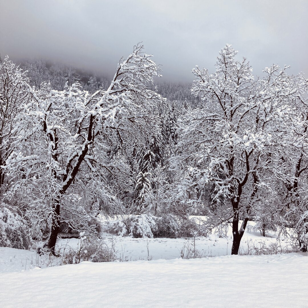 A snowy field with two trees standing out in the foreground, against a uniform pattern of snowy pine trees behind them.