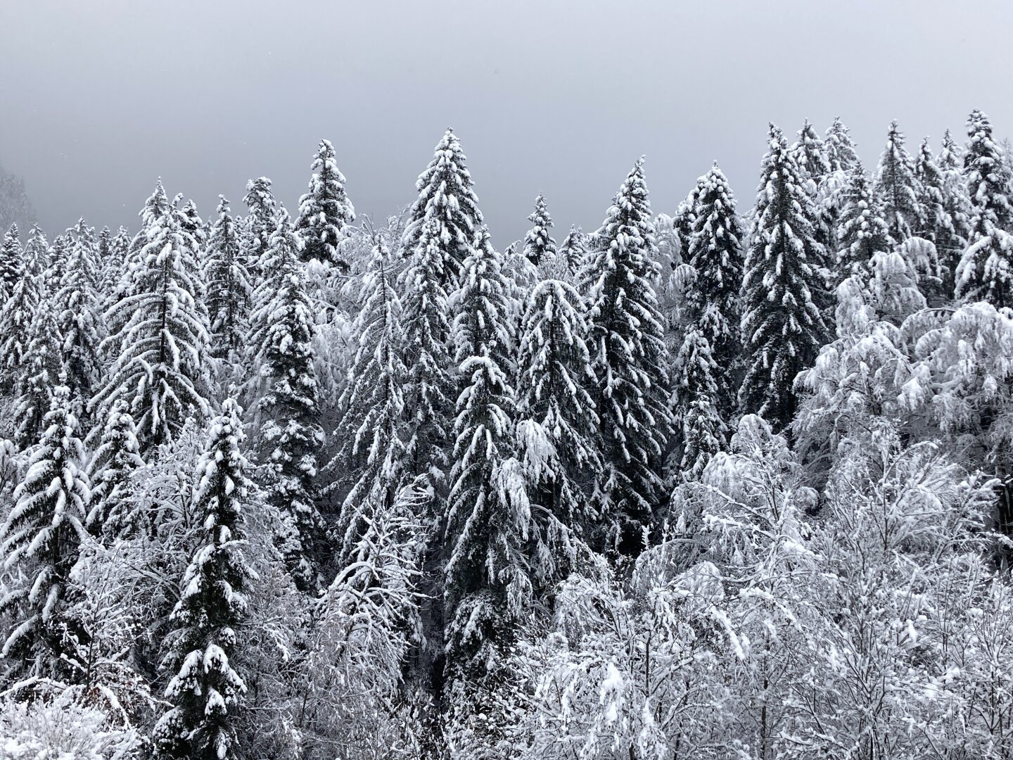 An almost black and white looking photo thanks to the snow covering all the trees and the thick cloud hanging right on top of them.