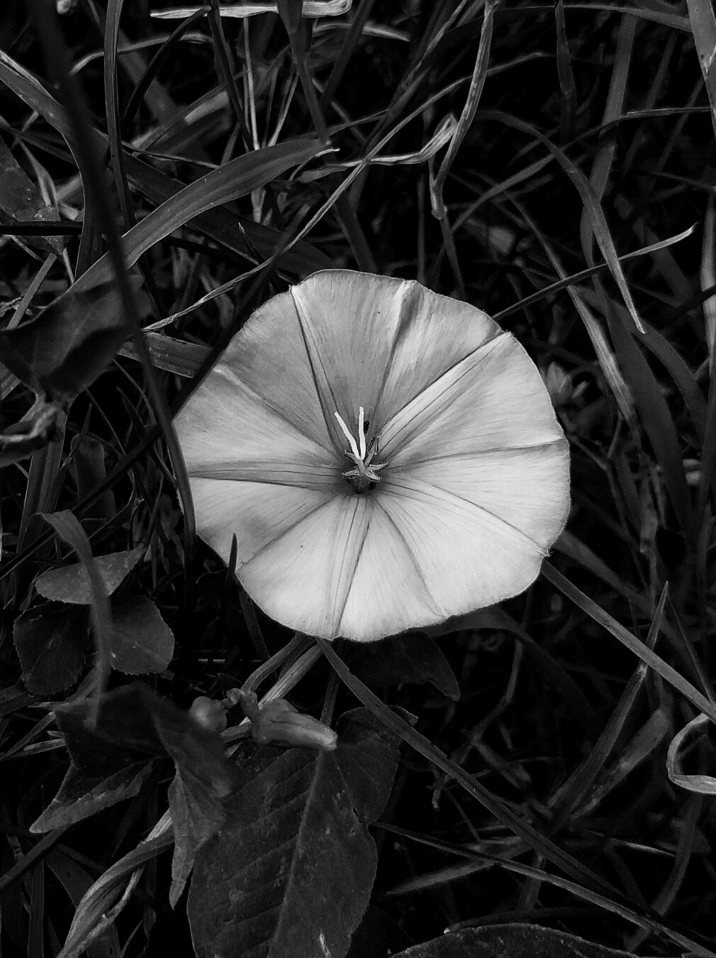 A flower