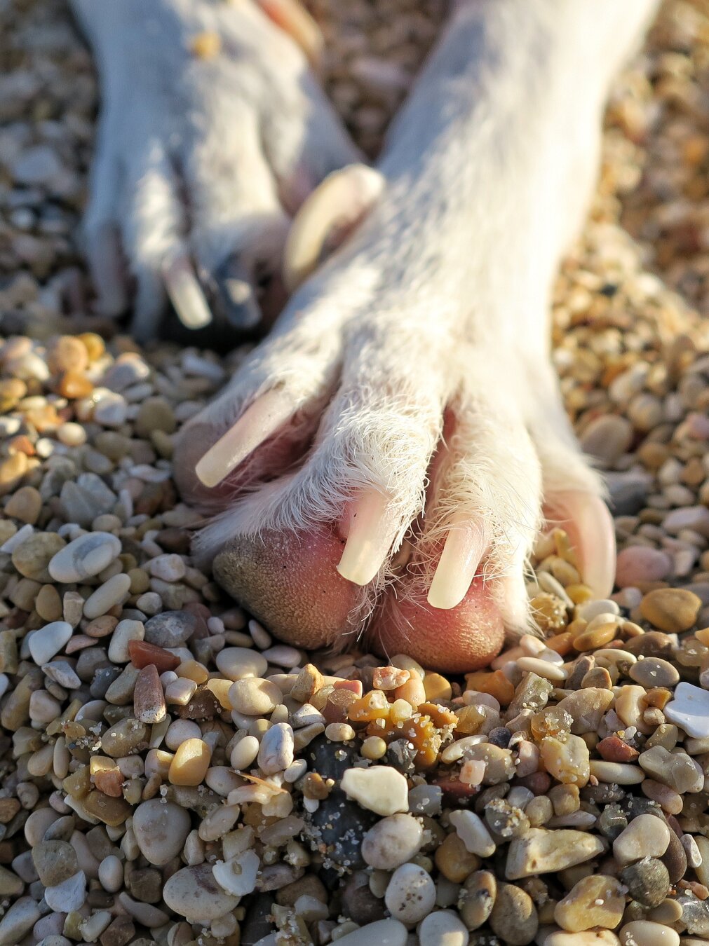 Little paws
