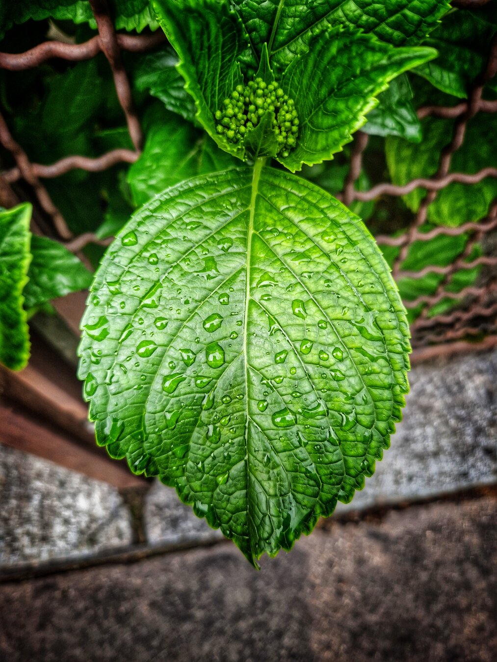 Leaf
