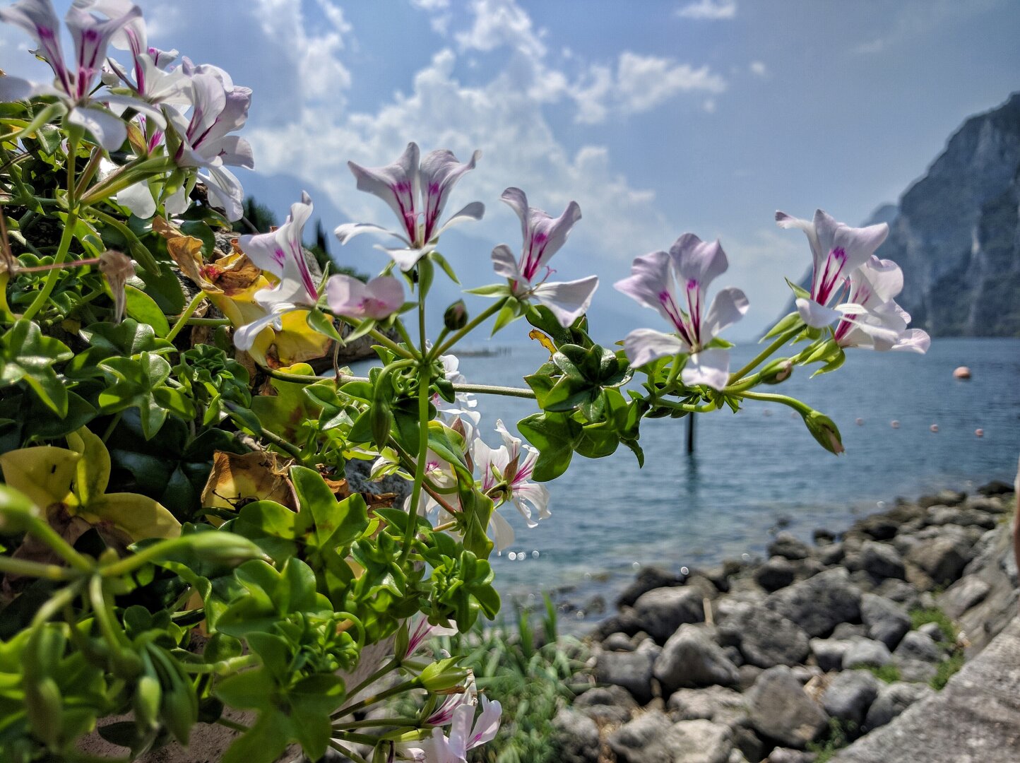 Flowers