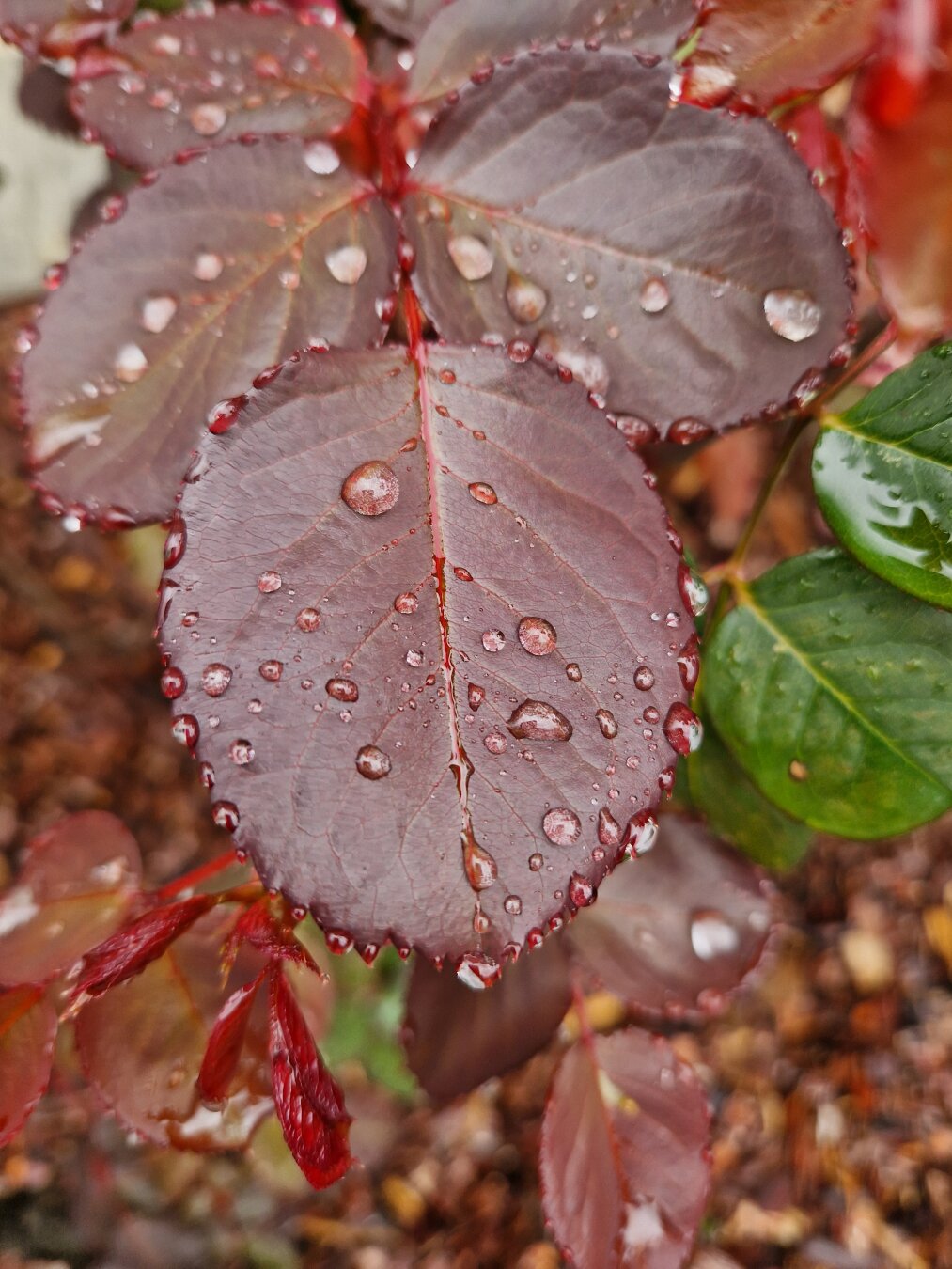 raindrops
