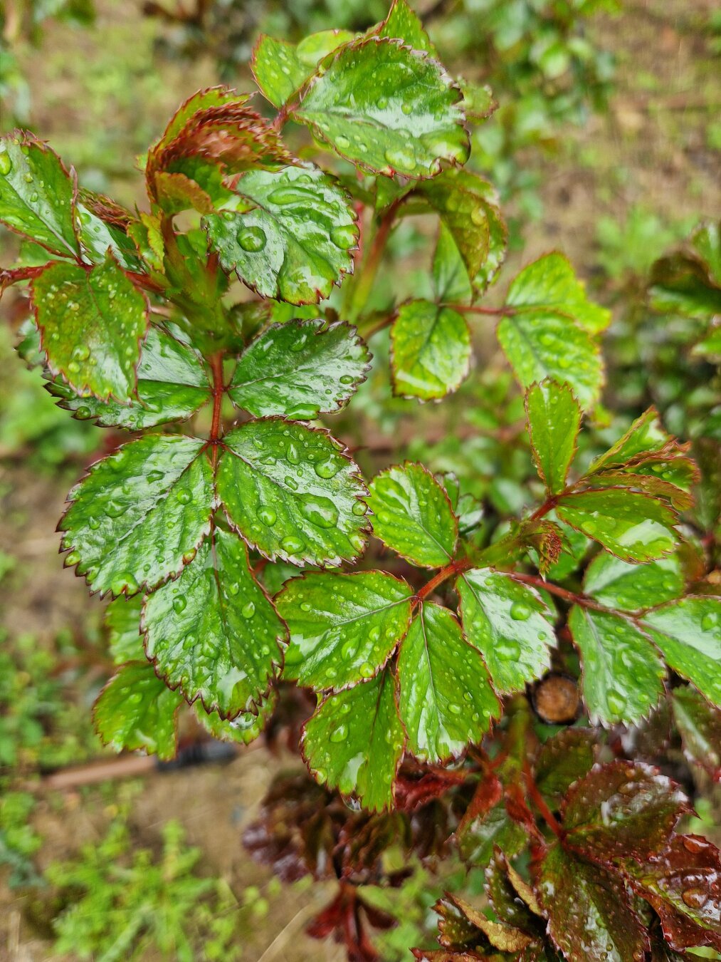raindrops