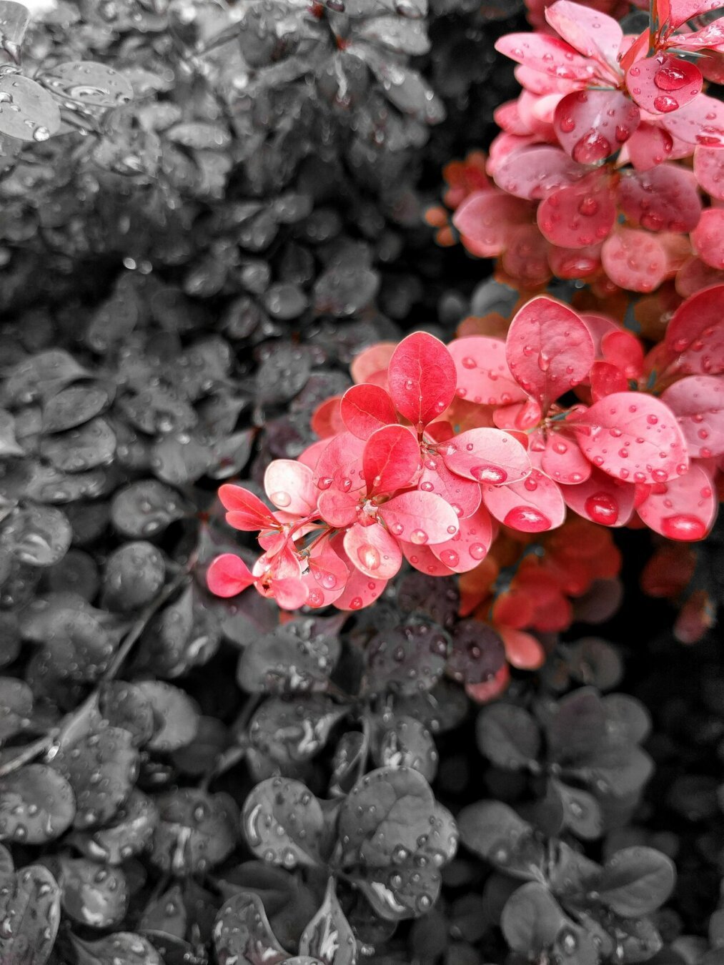Raindrops on red