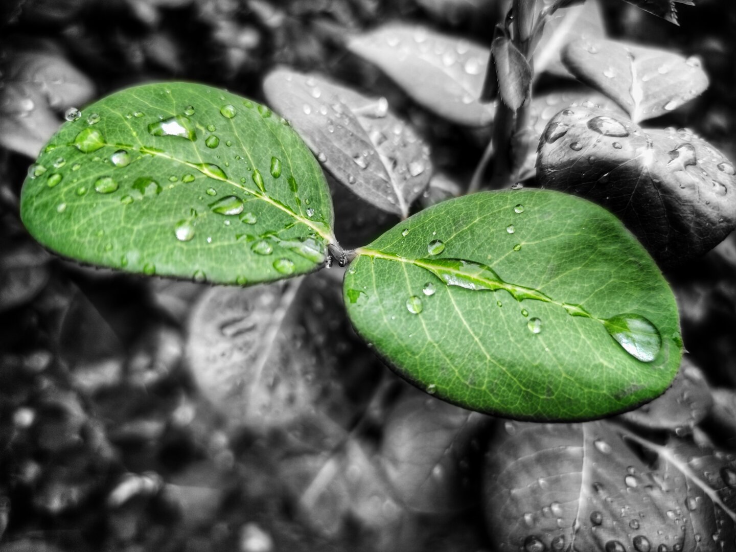 Raindrops