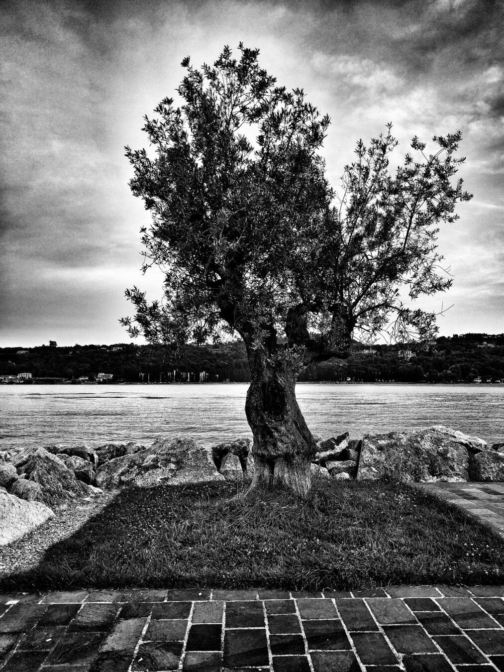 A tree