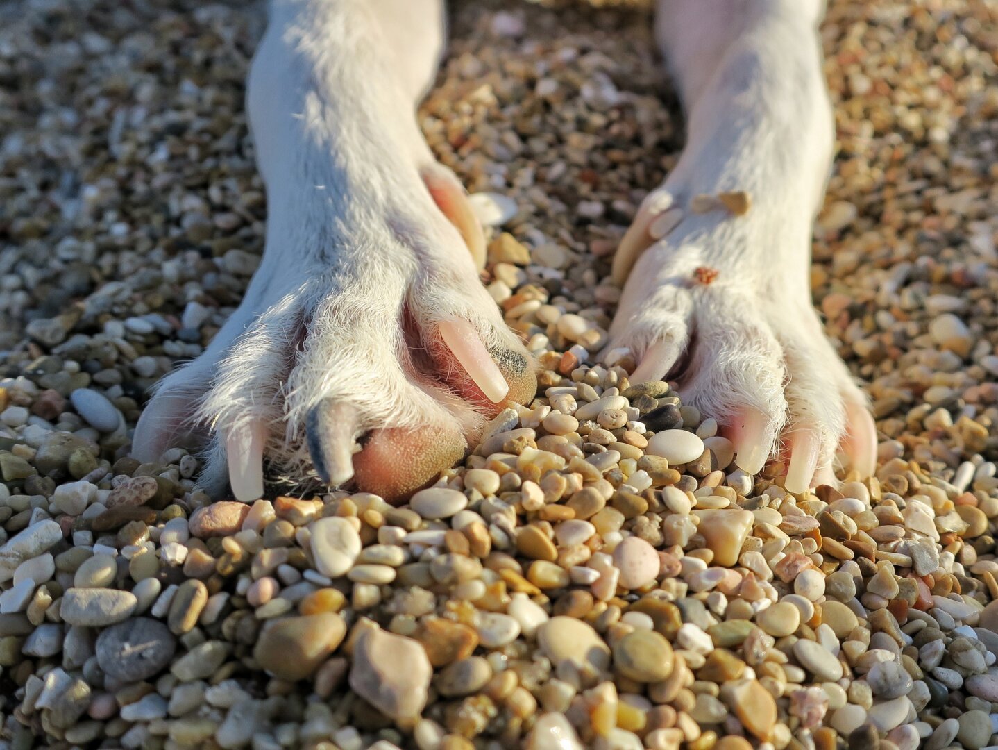 Tiny paws / Zampette