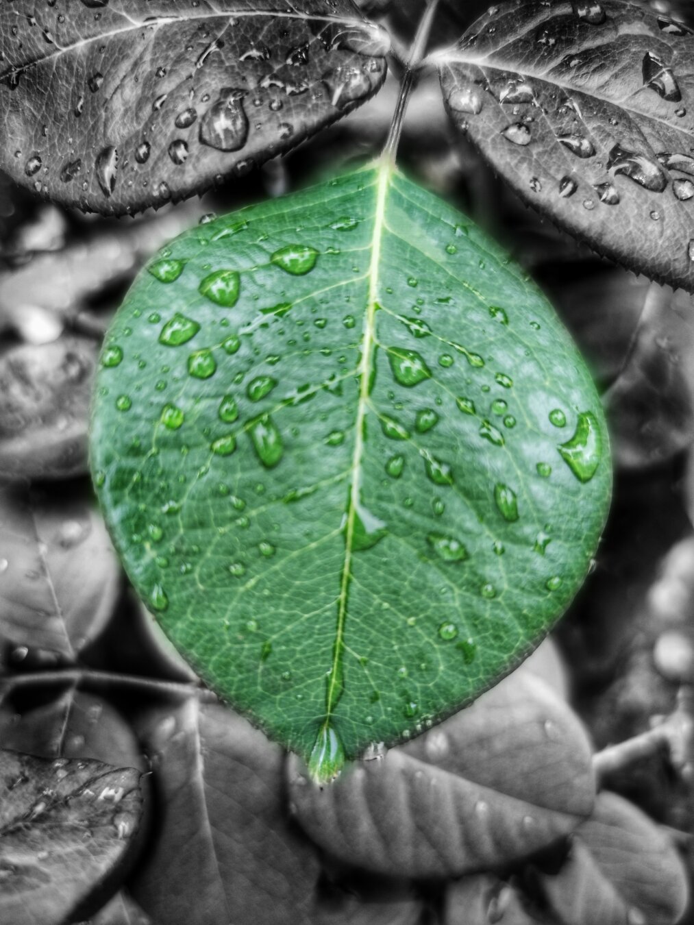 Raindrops