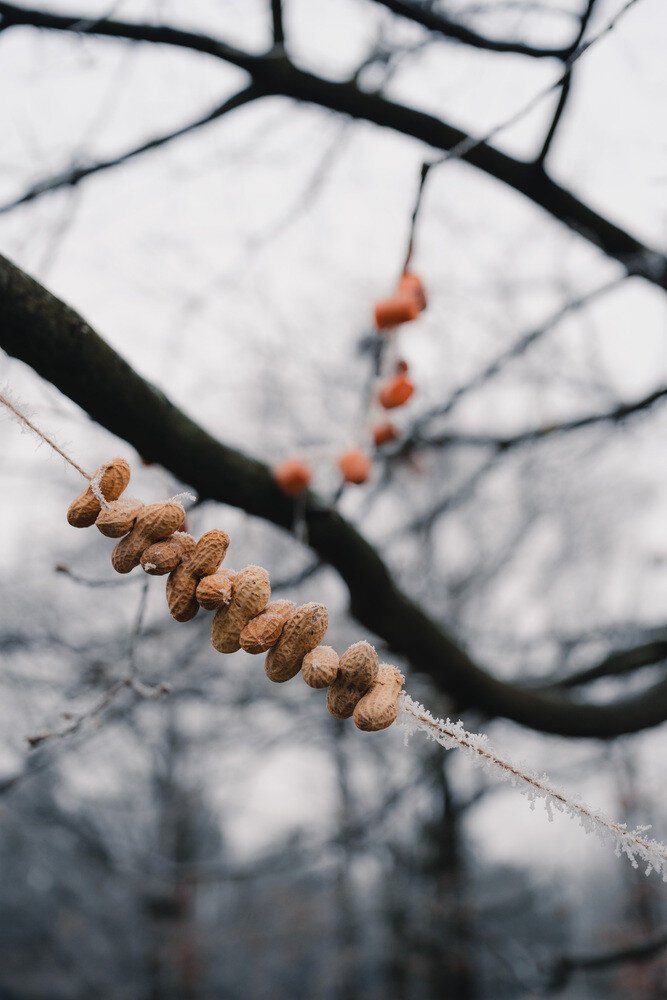 Peanuts hanging on a string covered with snowflakes. The blurry background contains branches and orange objects.