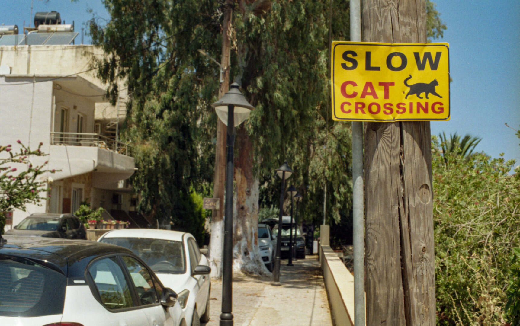 Color photo of a yellow road sign that reads “SLOW - CAT CROSSING” beside a sidewalk lined with trees and parked cars. The scene shows a sunny residential street with buildings, utility poles, and vegetation.