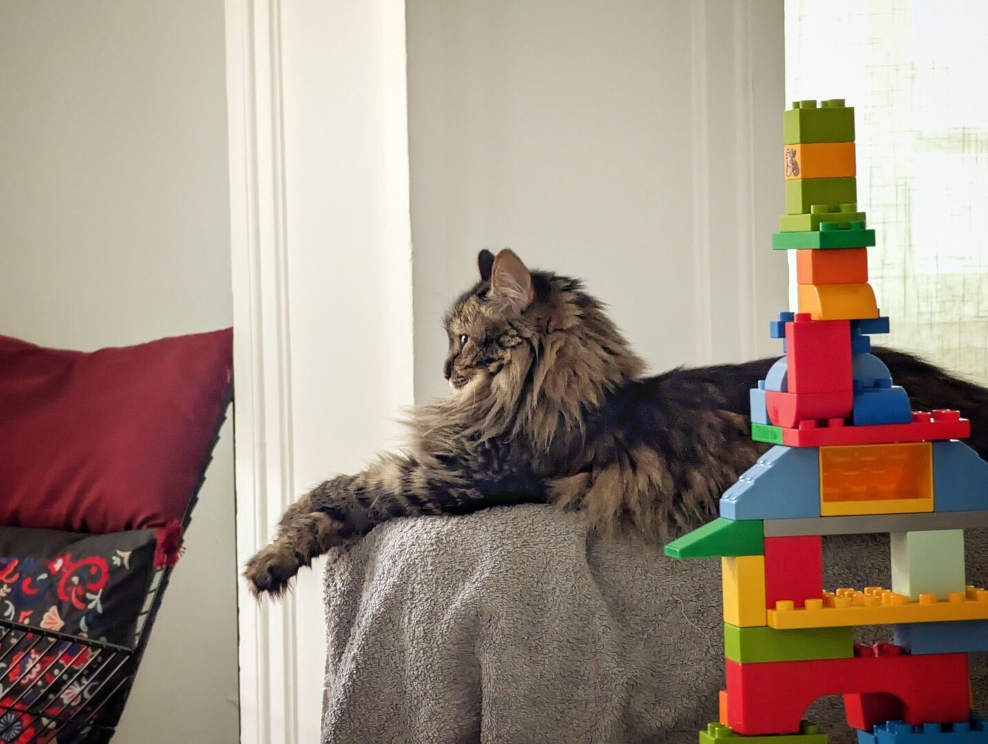 A picture of our cat, Tito, lying on the sofa arm, with some building blocks on her side.