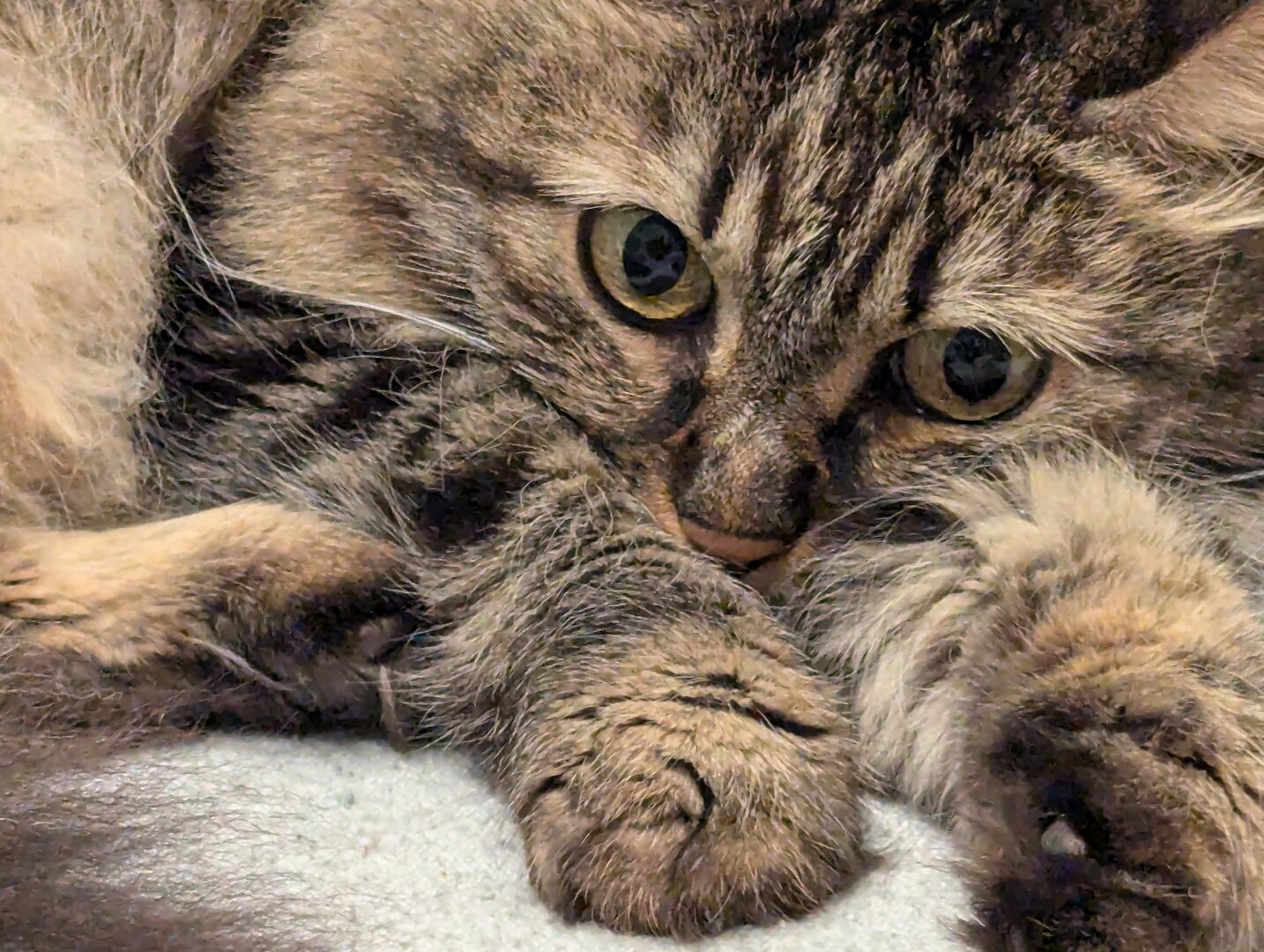 A close picture of a cat lying