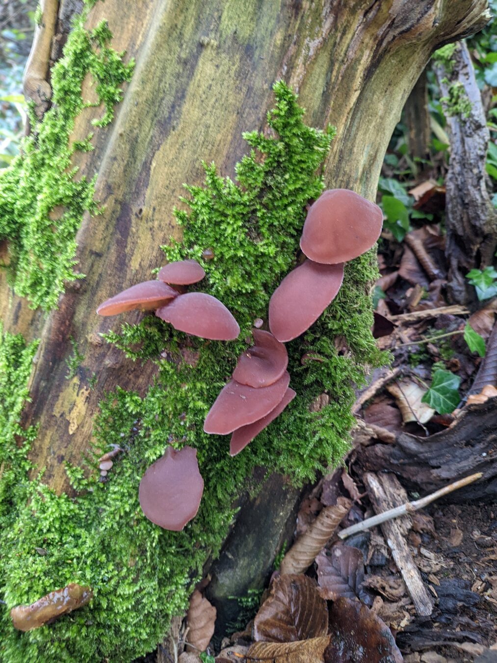 auricularia auricula-judae