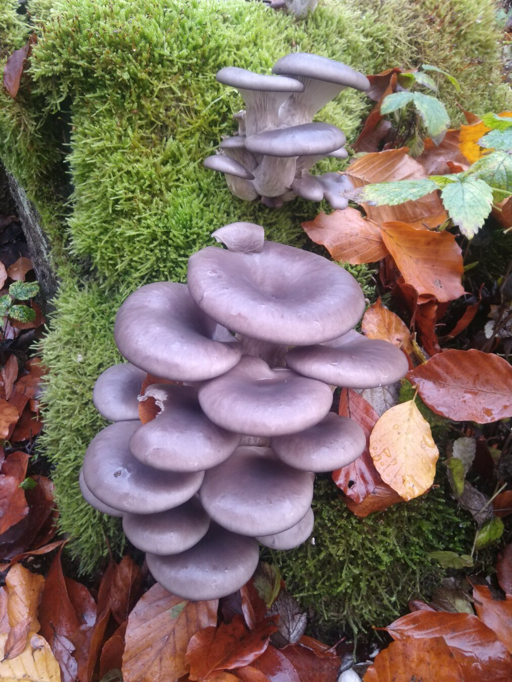 pleurotus ostreatus