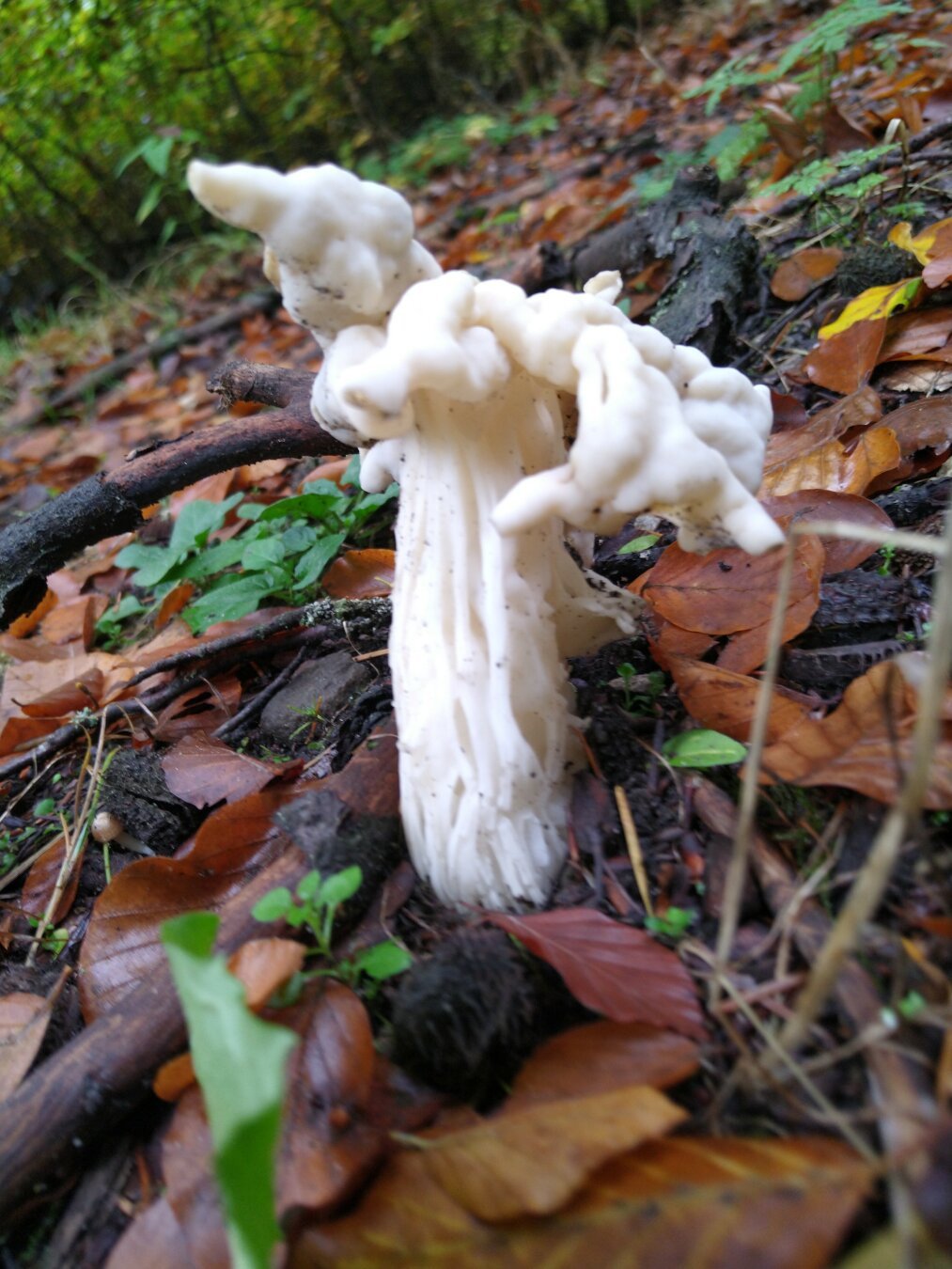 helvella crispa