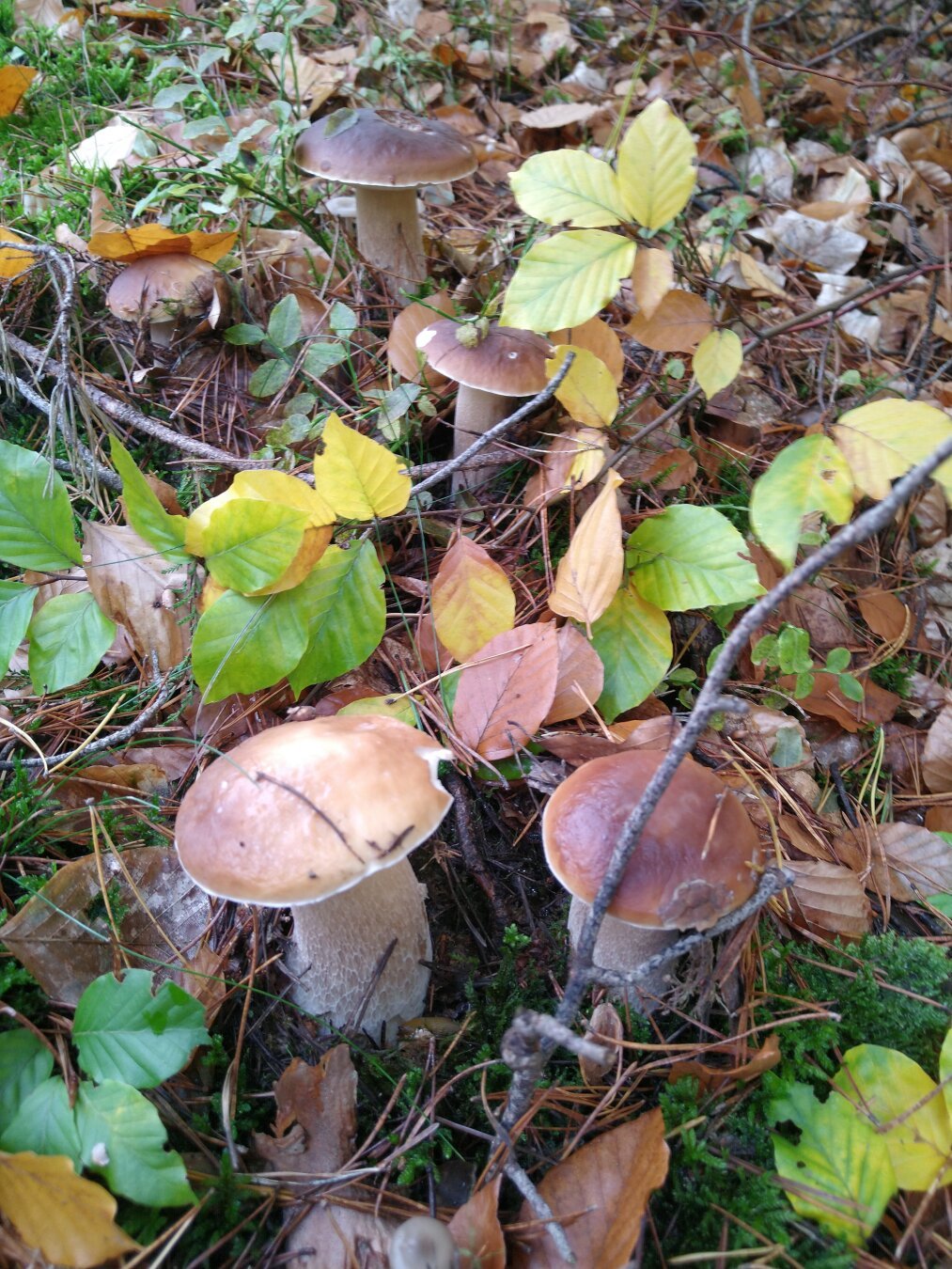 five bolete mushrooms growing between fallen beech leaves and pine needles