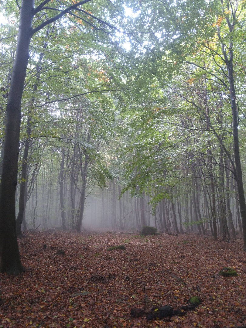 a foggy scene with trees and red leaves on the ground