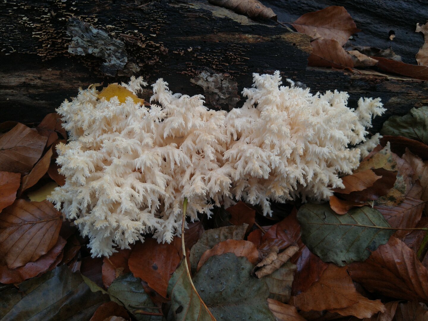 hericium coralloides