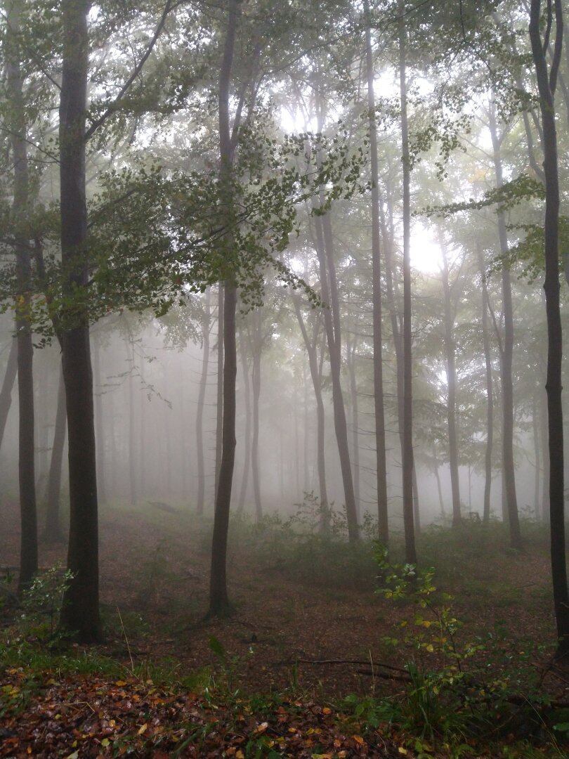 a foggy scene in the woods