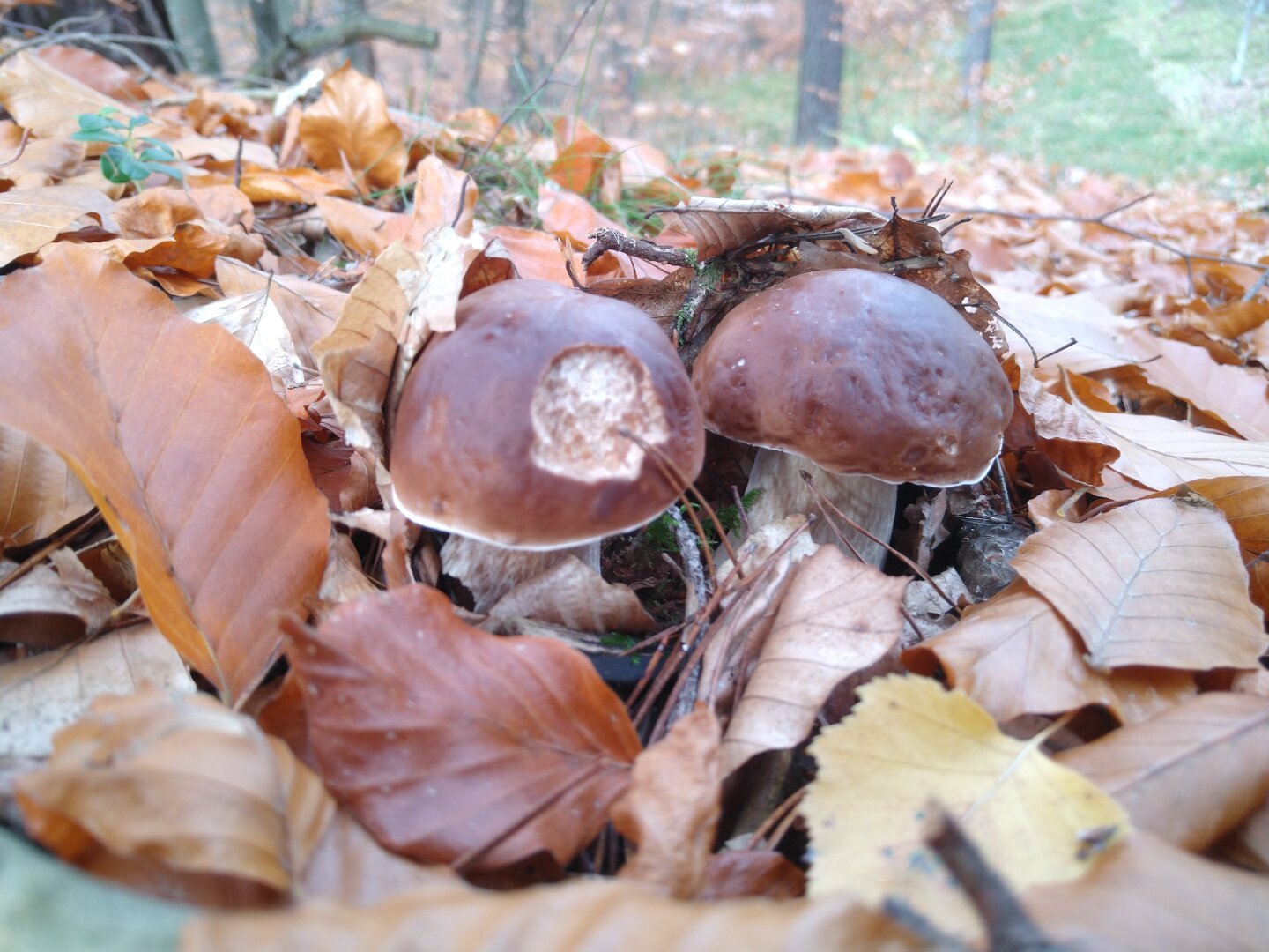 boletus edulis