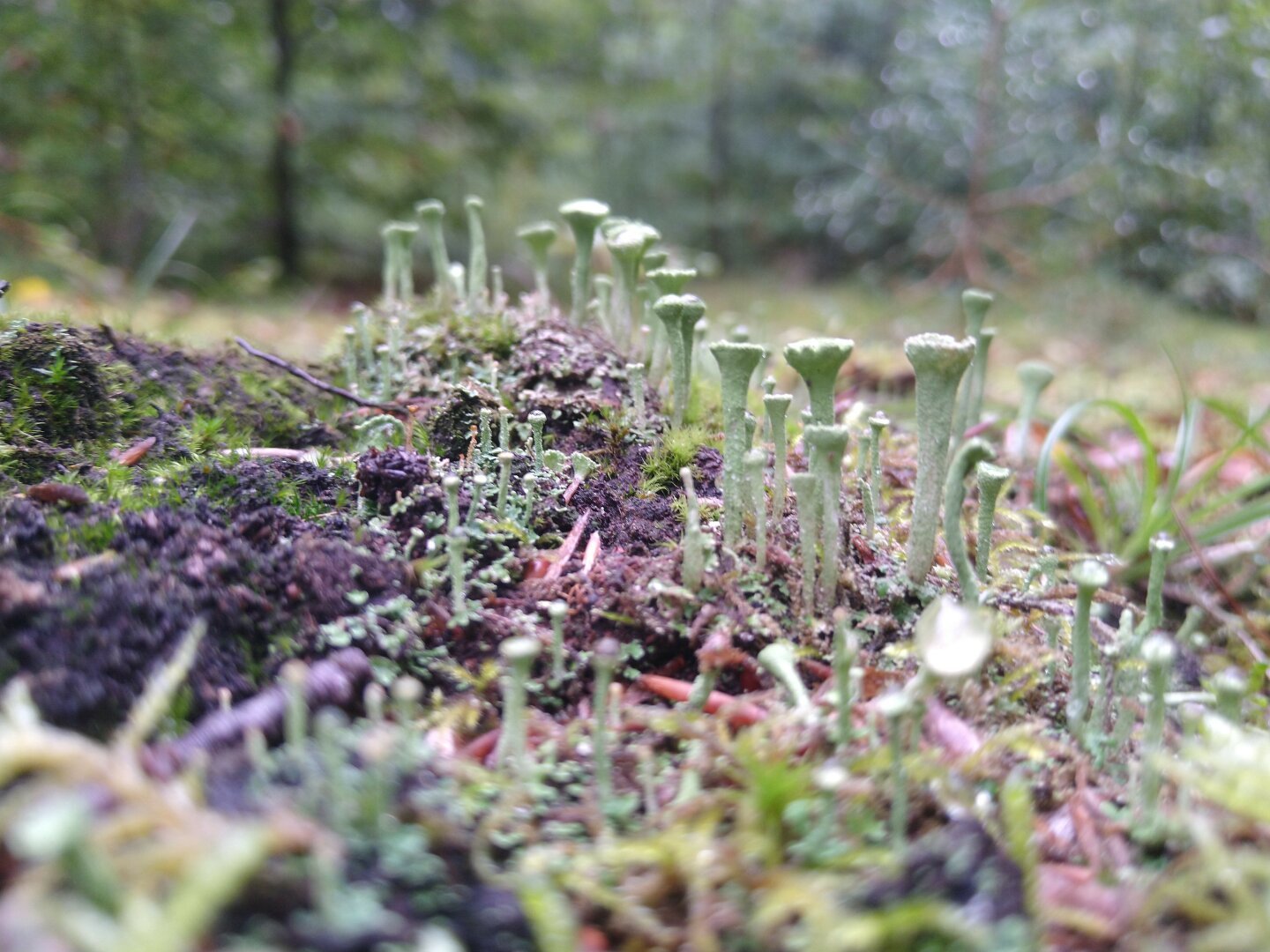 lichen and moss in the woods