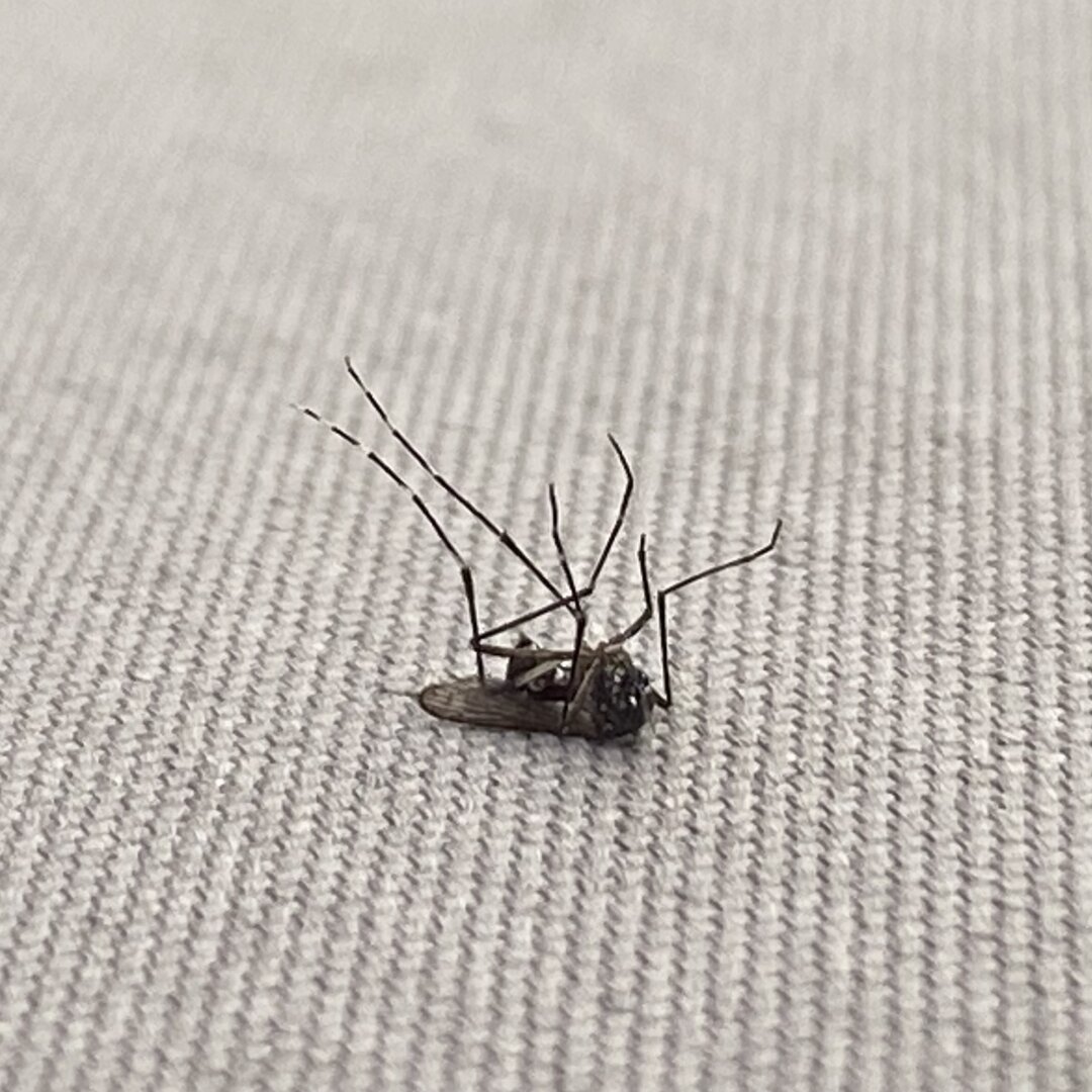 Moustique les 6 pattes en l’air