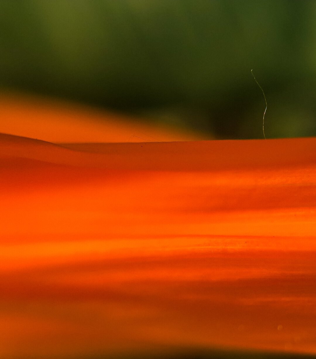 Orange coloured petal ditail on a green background