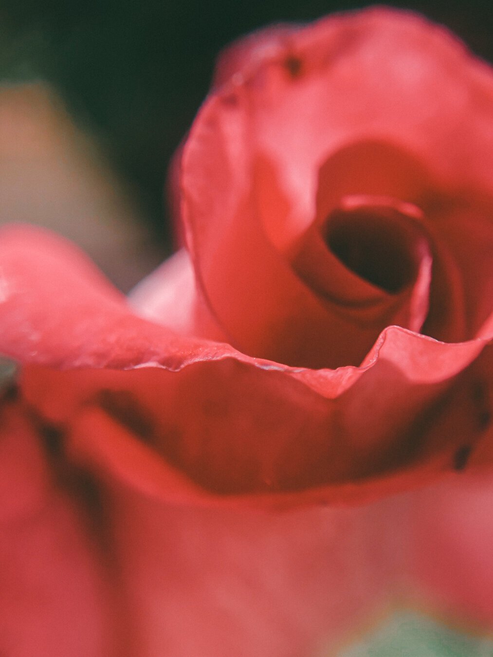 Close-up shot of a rosey petal