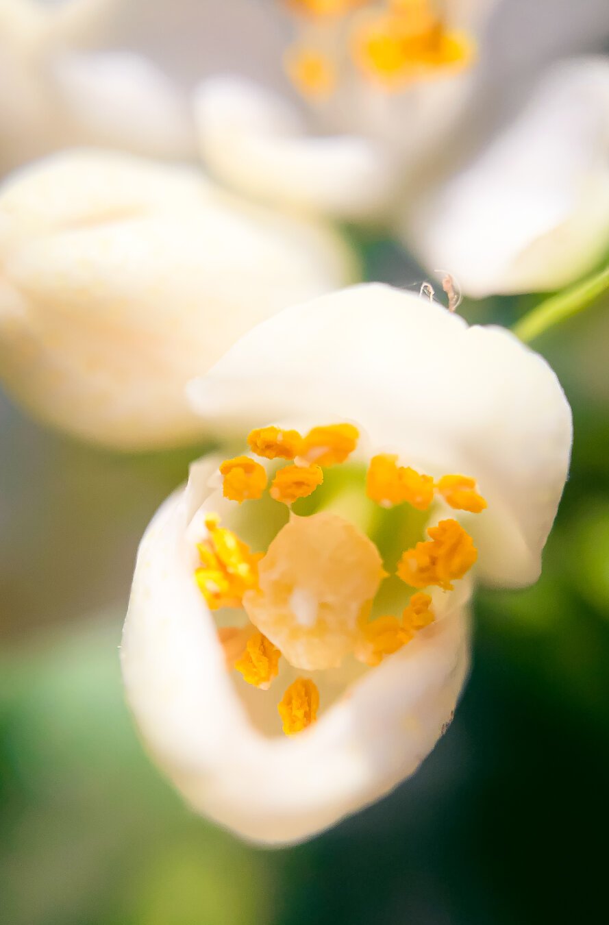 dreamy orange blossom close up