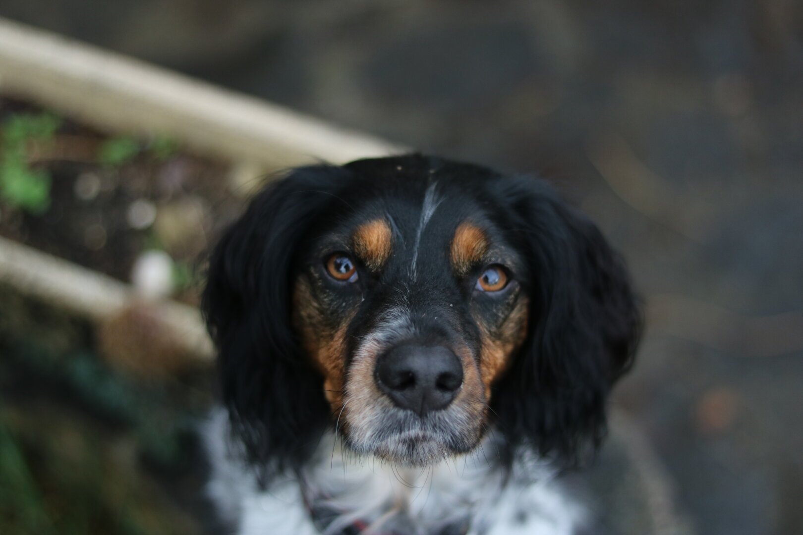 Kahuète the dog looking at the camera.