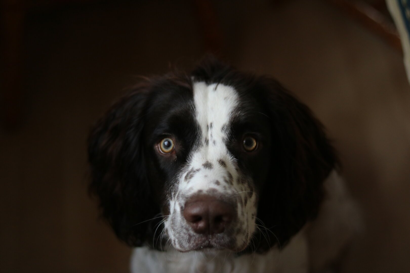 Koda the dog looking at the camera.