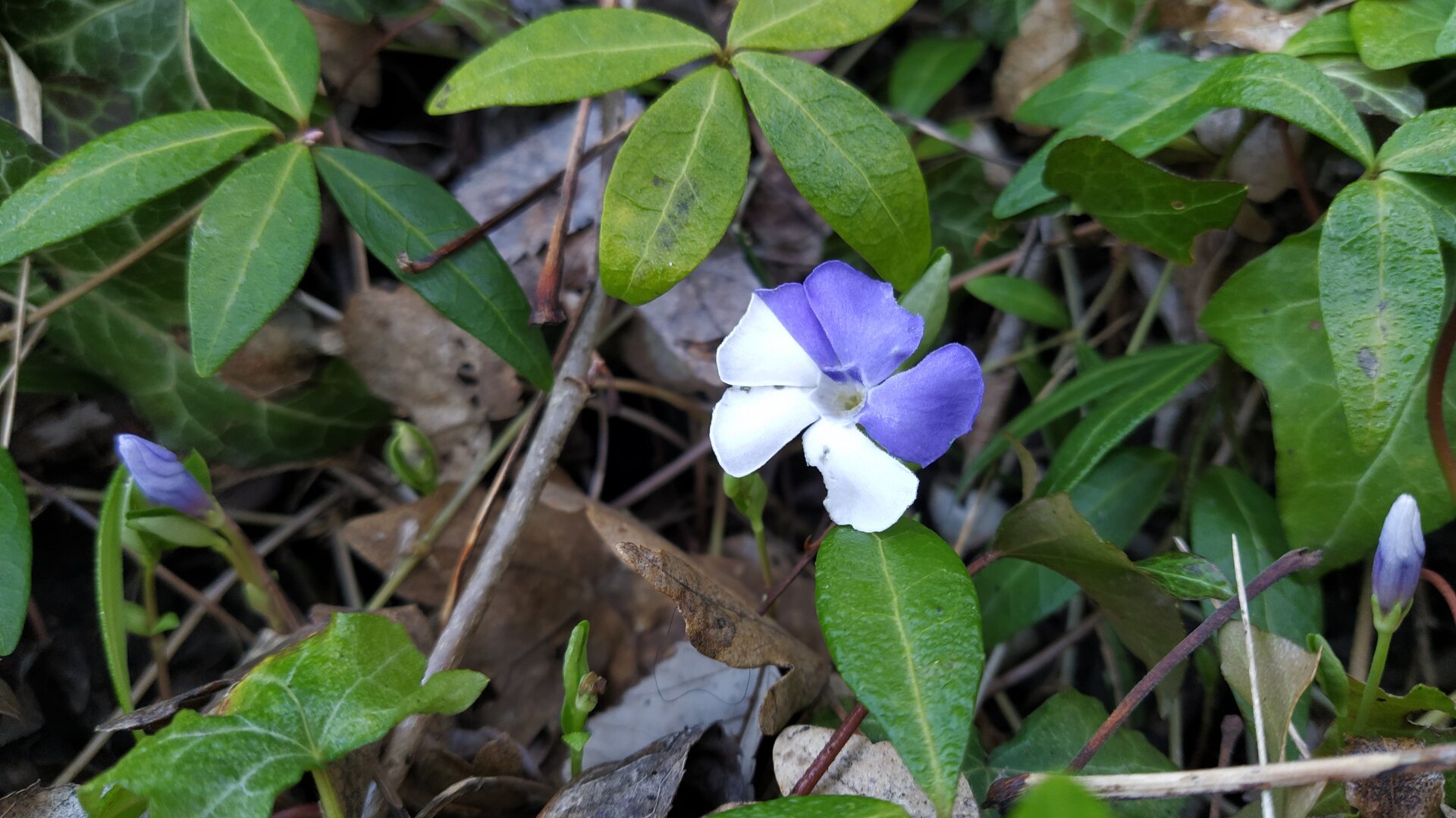 Flower with 2 colors (white and purple) instead of only one.