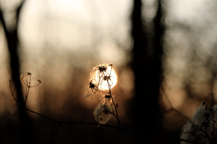 Plant just in front of the sun.