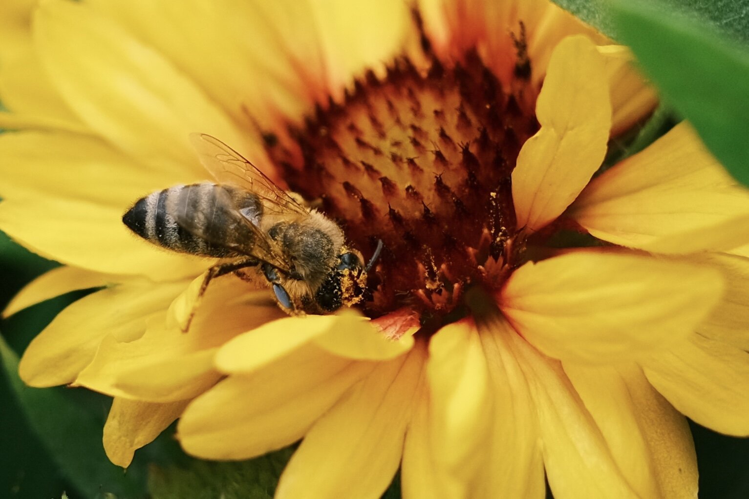 Biene mit Pollen bestäubt auf einer großen gelben Blume.