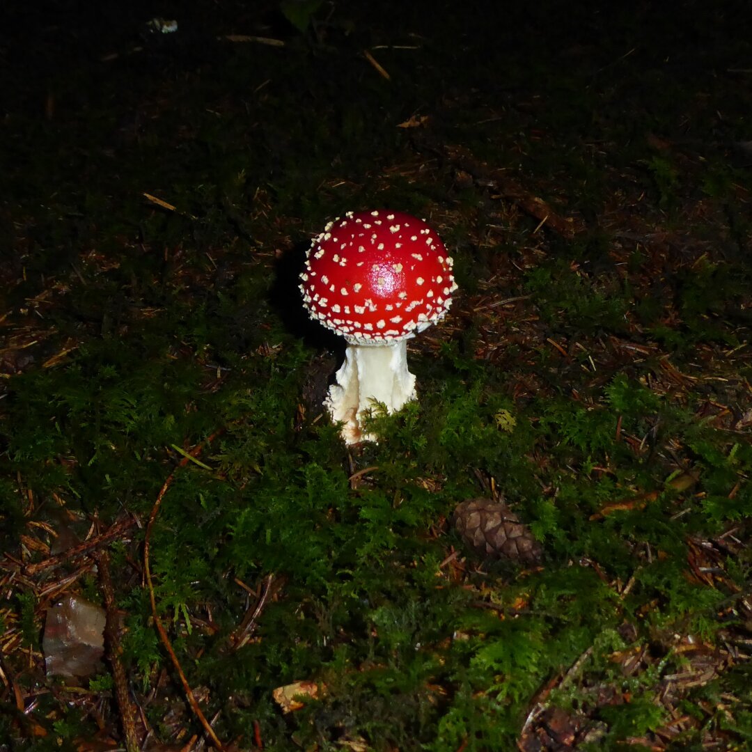 an image from my Pixelfed (because, fuck instagram), shows a hallucinogenic mushroom in the forest