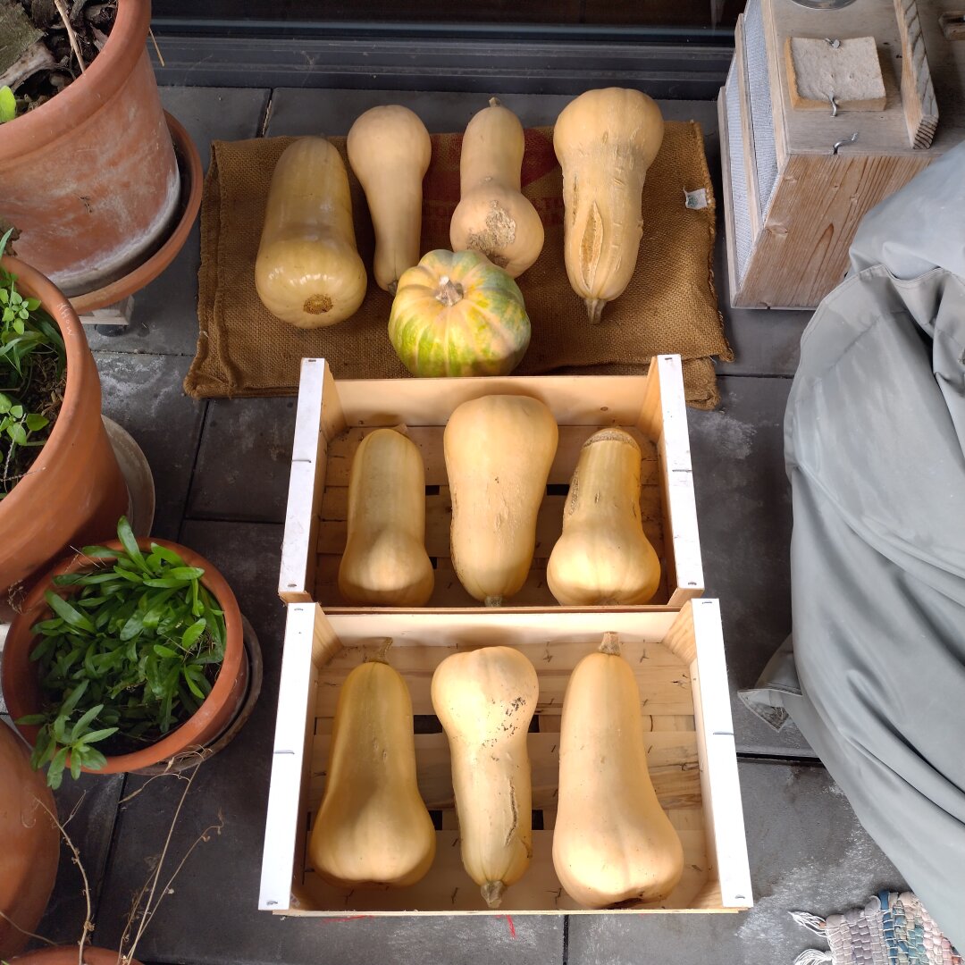 an image from my Pixelfed (because, fuck instagram), shows ten butternut squash in boxes, ready to be stored