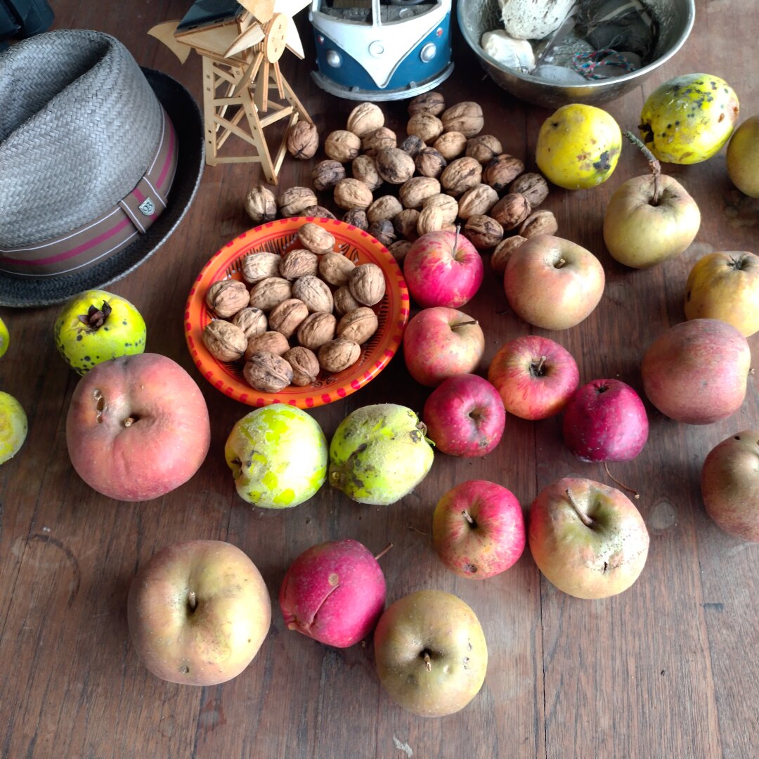 an image from my Pixelfed (because, fuck instagram), shows apples, quinces and nuts on a table