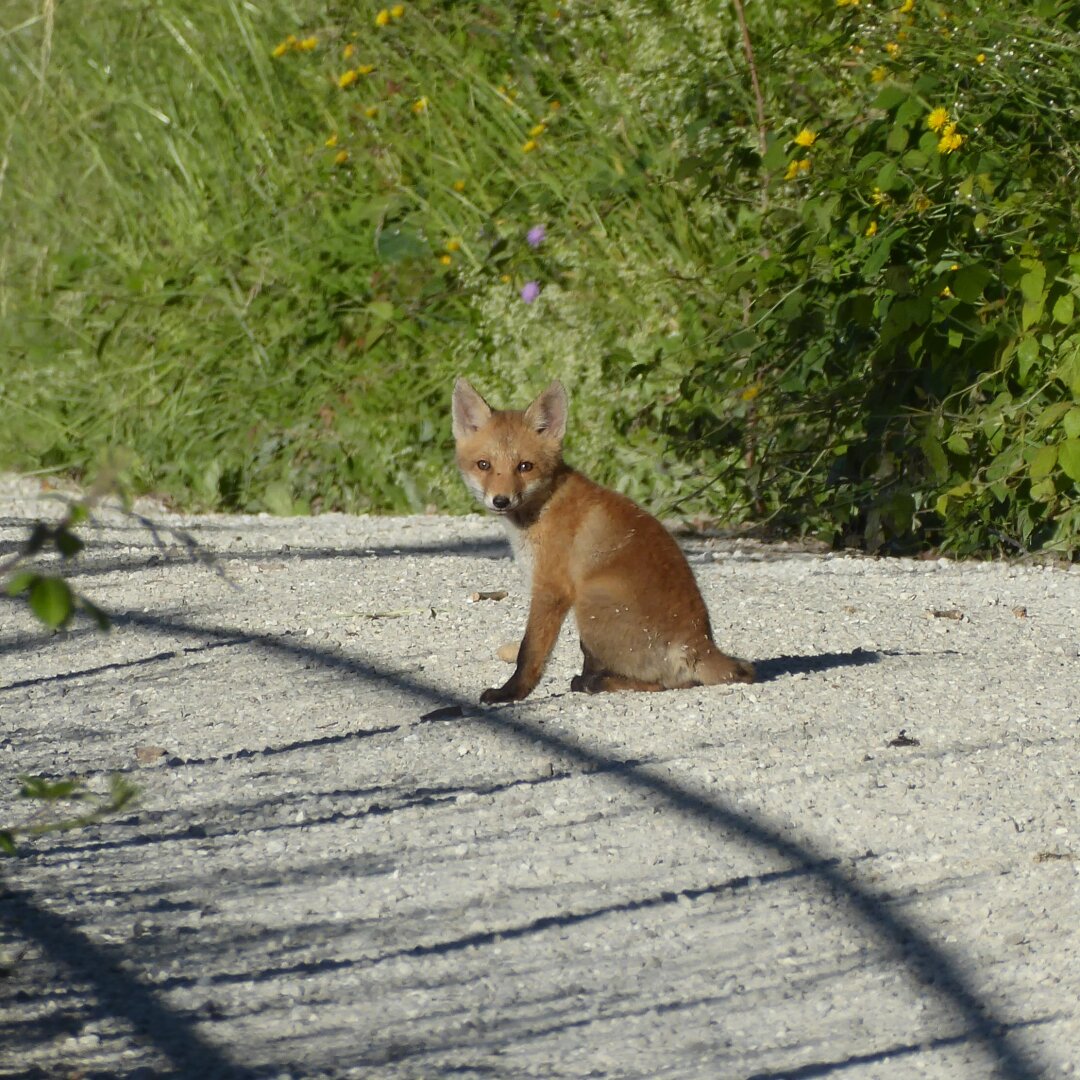 an image from my Pixelfed (because, fuck instagram), shows a very young fox enjoying a bit of sun on a dirt road, while looking straight at the camera