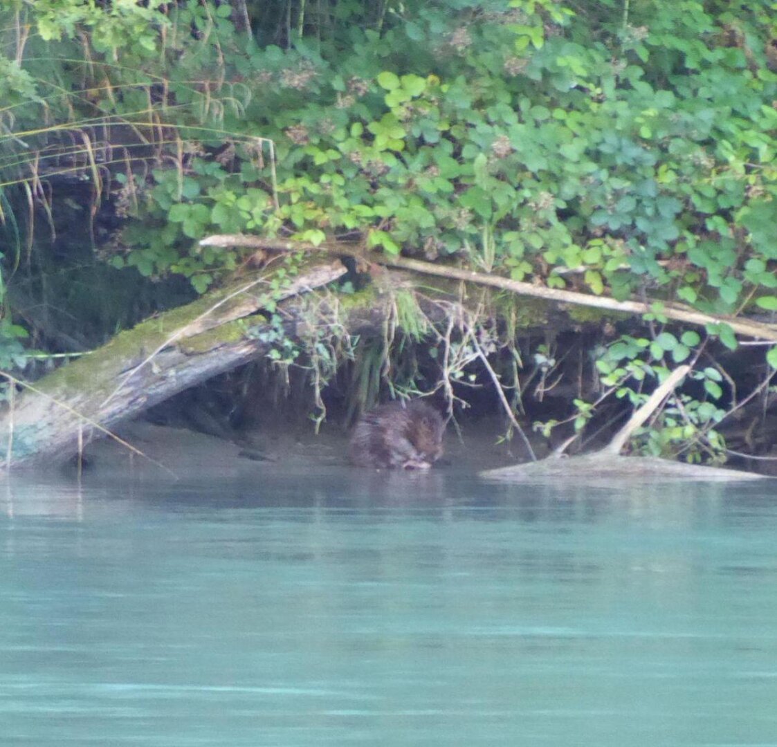 an image or two from my Pixelfed, shows a beaver near the river having a snack