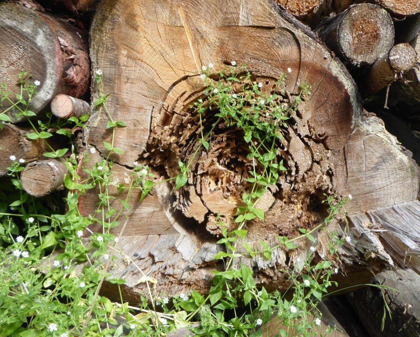 an image from my Pixelfed, shows a tree tunk eaten by bugs with a green climbing green plant in front