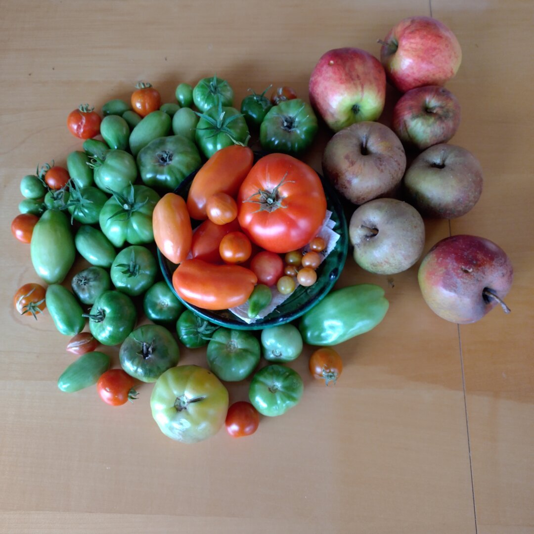 an image from my Pixelfed, shows green and red tomatoes and some apples on a plate on a table