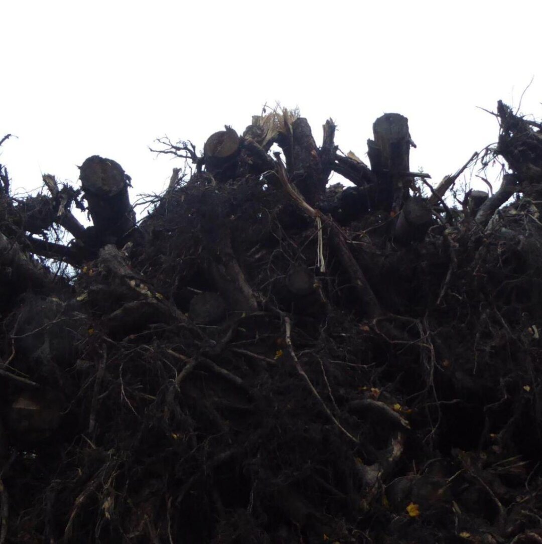 an image from my Pixelfed, shows a pile of uprooted trees